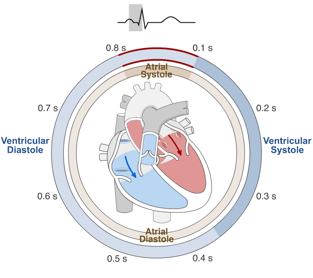 Phases of the Cardiac Cycle