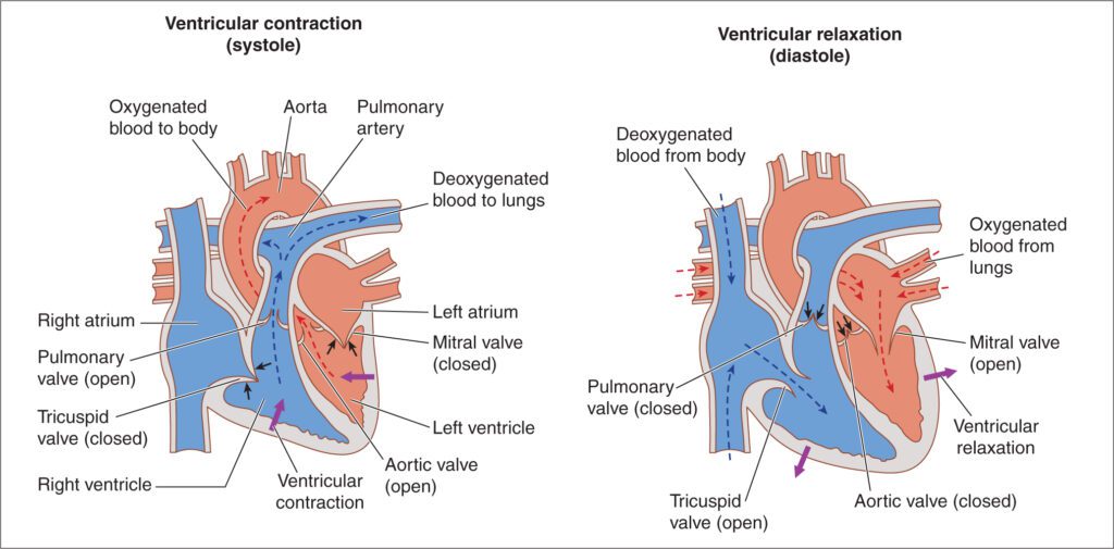 Cardiovascular System: Nursing Exam Prep Notes & Top 20 MCQs for Success